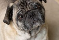 Meet Gizmo the Food-Loving Pug: Recipes, Tips & Cute Moments