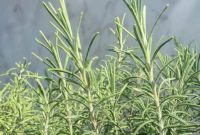 Cutting and Drying Rosemary for Strong Flavor and Long Storage