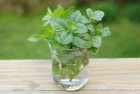 How to Make Fresh Mint-Infused Vodka at Home