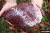 30+ Heart Recipes for Nose-to-Tail Cooking: Flavorful Organ Dishes
