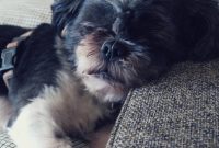Is Sleep Loss Causing Your Illness? How Sleep Affects Immunity