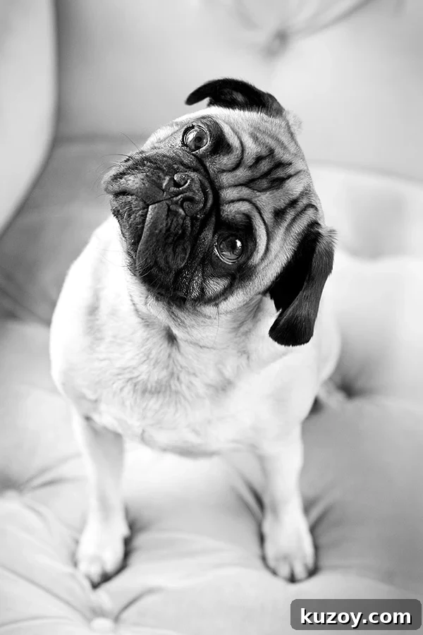 Meet Gizmo the Food-Loving Pug: Recipes, Tips & Cute Moments 2 gizmo the pug