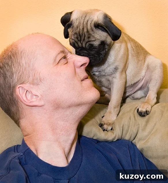 Meet Gizmo the Food-Loving Pug: Recipes, Tips & Cute Moments 3 Paul and Gizmo