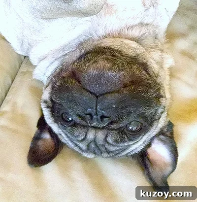 Meet Gizmo the Food-Loving Pug: Recipes, Tips & Cute Moments 4 gizmo the pug