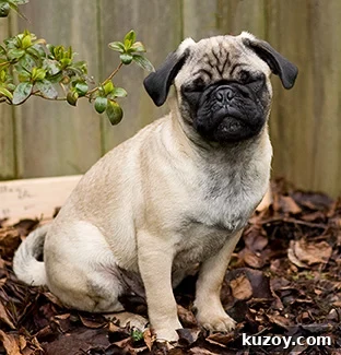 Meet Gizmo the Food-Loving Pug: Recipes, Tips & Cute Moments 8 gizmo the pug