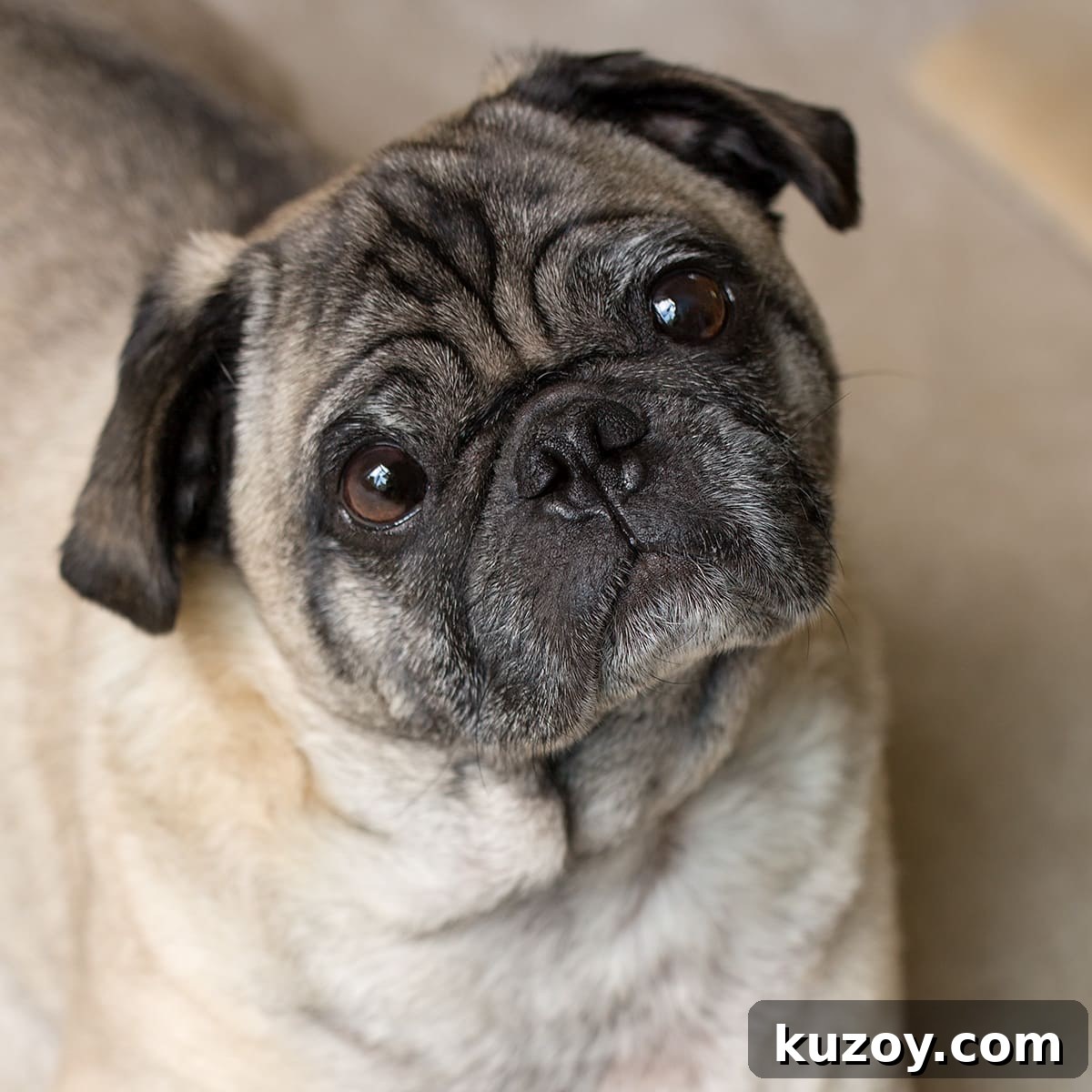 Meet Gizmo the Food-Loving Pug: Recipes, Tips & Cute Moments 9 gizmo the pug