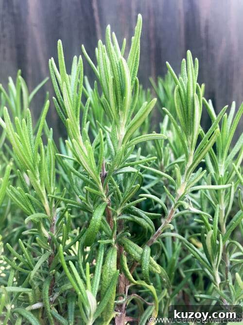 Cutting and Drying Rosemary for Strong Flavor and Long Storage 2 rosemary plant