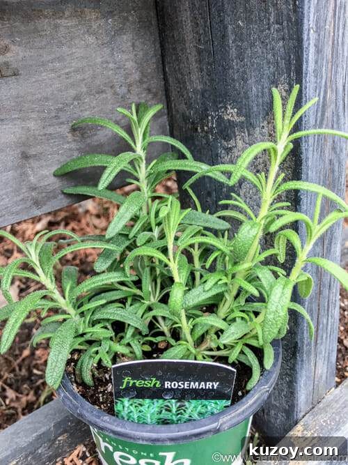 Cutting and Drying Rosemary for Strong Flavor and Long Storage 3 rosemary from the nursery centre