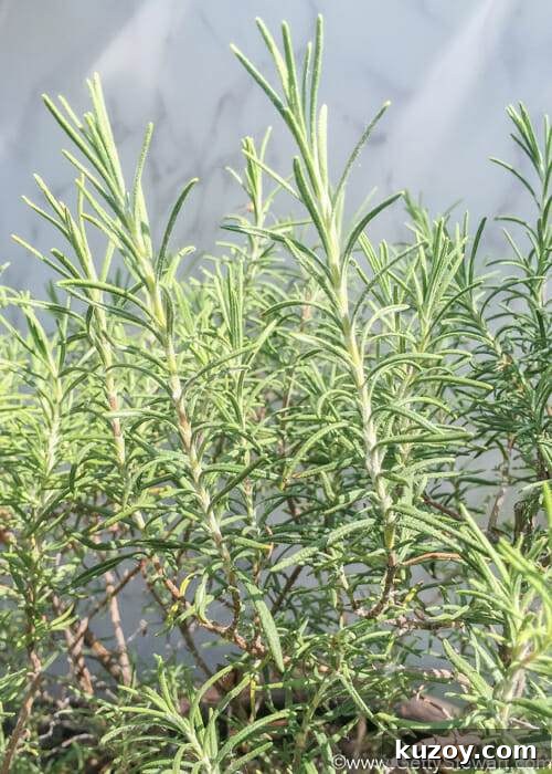 Cutting and Drying Rosemary for Strong Flavor and Long Storage 4 rosemary in garden