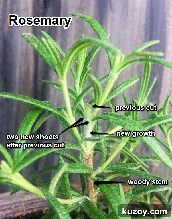 Cutting and Drying Rosemary for Strong Flavor and Long Storage 5 rosemary pruning explained
