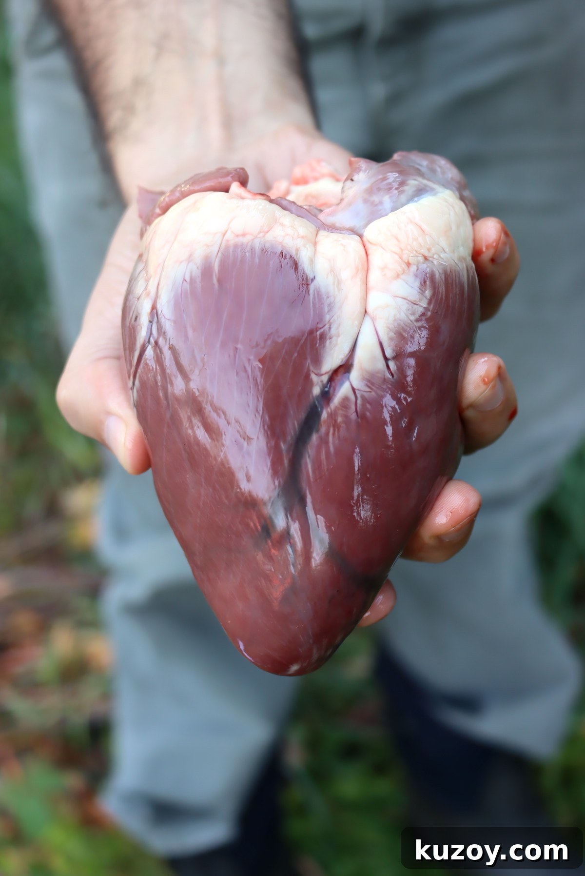 30+ Heart Recipes for Nose-to-Tail Cooking: Flavorful Organ Dishes 4 A venison heart from a small white tailed deer doe. Larger bucks will have larger hearts.