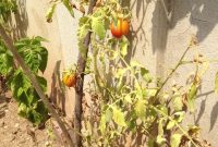 Grow Juicy Tomatoes at Home: A Step-by-Step Guide