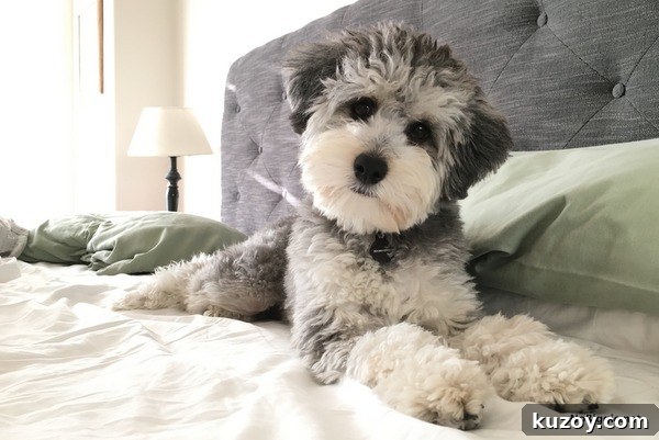 the best non-toxic mattress | NoBiggie.net