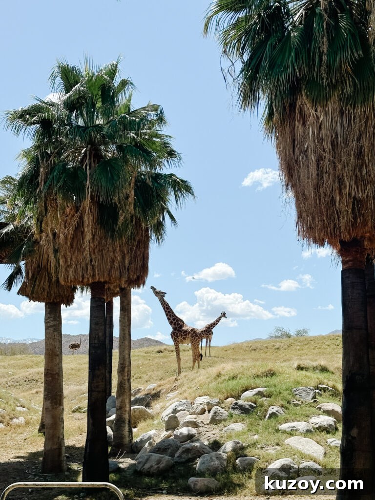 Palm Springs Travel Guide: Top Things to See, Stay, and Do 3 img 67519 2