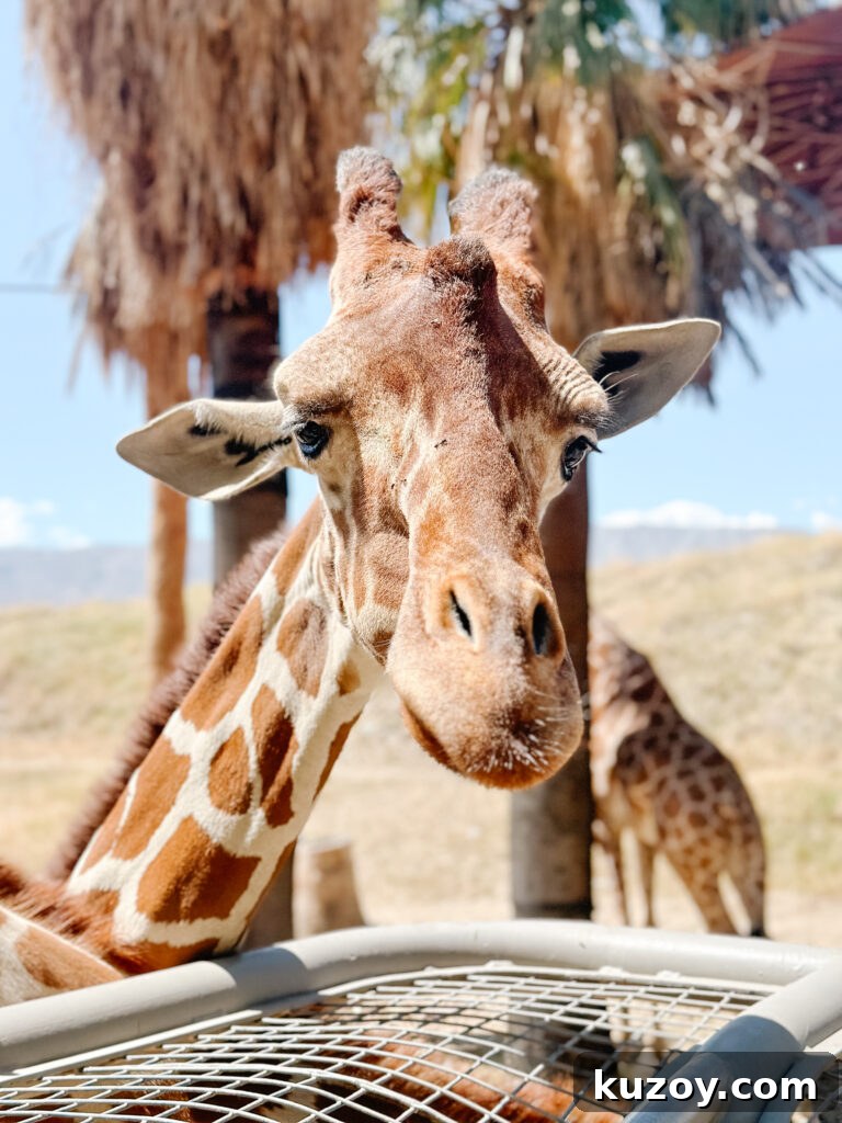 Palm Springs Travel Guide: Top Things to See, Stay, and Do 5 img 67519 4