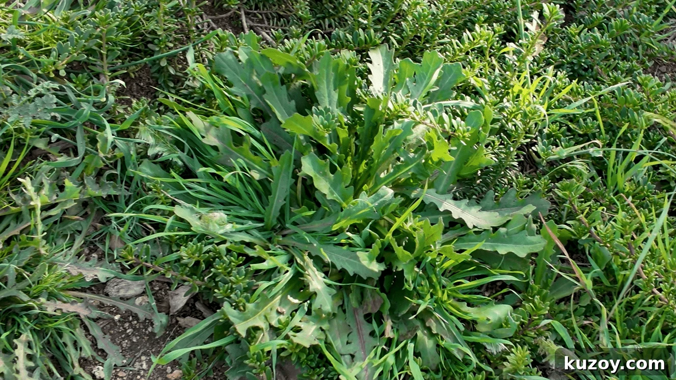 Natural Weed Control: Effective Organic Methods for Your Garden 10 img 9794 9
